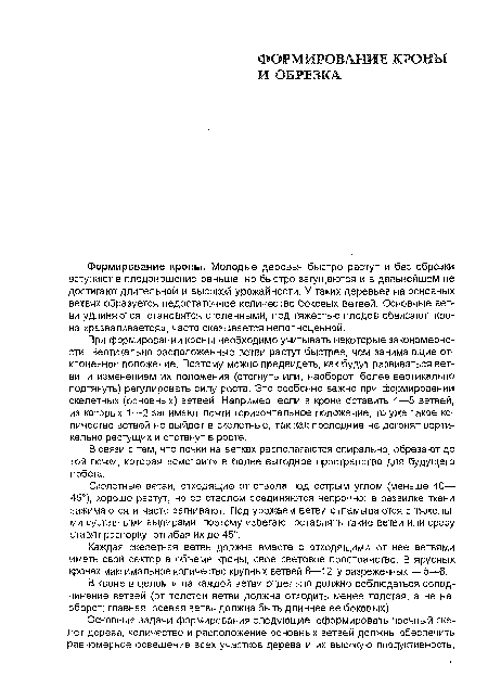 Каждая скелетная ветвь должна вместе с отходящими от нее ветвями иметь свой сектор в объеме кроны, свое световое пространство. В ярусных кронах максимальное количество крупных ветвей 8—12, у разреженных — 5—6.