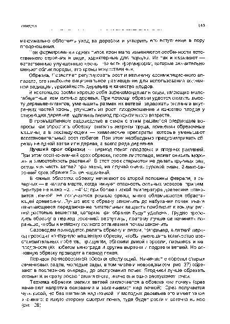 При формировании одних типов крон мало изменяются особенности естественного строения и вида, характерные для породы. Их так и называют •— естественные улучшенные кроны. Но есть формировки, которые значительно меняют облик породы, это кроны искусственные.