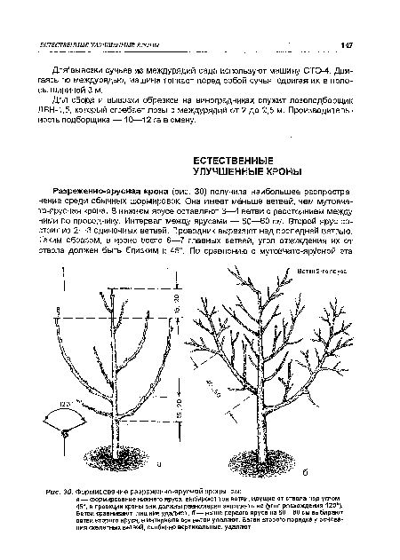 Формирование разреженно-ярусной кроны, см