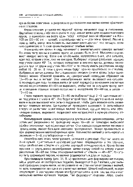 Формирование кроны в саду начинают с внимательного осмотра ветвей. -По этому типу кроны в нижнем ярусе их должно быть 3—4. Мысленно оценивают каждую веточку. Если она слабенькая, направлена вниз, или сильная, идет под острым углом, она непригодна. Выбирают хорошо развитые, идущие под углом около 45“. Те, которые оставляют в скелете кроны, должны расходиться друг от друга под углом 90—120° и по стволу иметь расстояние между собой 15—20 см. В этом случае ветви будут прочно срастаться со стволом. Выбранные ветви должны быть одинаково развиты (иначе крона будет однобокая), можно обрезкой сравнять их; центральный проводник обрезают на 15—20 см выше ветвей. Все «невыбранные» ветви вырезают «на кольцо».