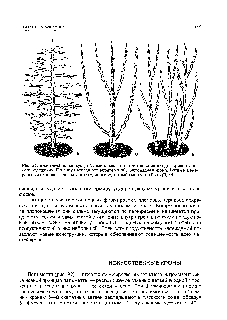 Веретеновидный куст, объемная фона, ветви отклоняются до горизонтального положения. По виду напоминает веретено (а). Кустовидная крона. Ветви и центральный проводник развиваются одинаково, штамба может не быть (б, в)