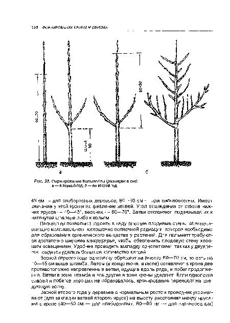 Формирование пальметты (размеры в см)