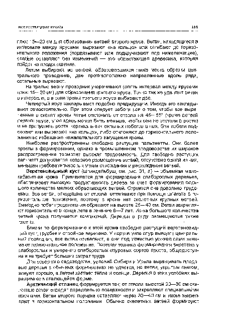 На третью весну проводник укорачивают (опять интервал между ярусами плюс 15—20 см) для образования третьего яруса. Точно так же удаляют ветви в интервале, а в зоне кроны третьего яруса выбирают две.