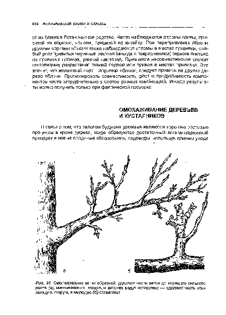 Омолаживание ветки обрезкой