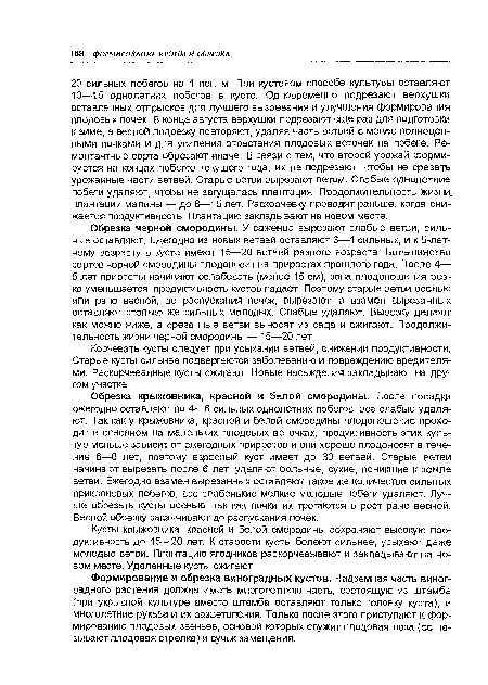 Обрезка крыжовника, красной и белой смородины. После посадки ежегодно оставляют по 4—6 сильных однолетних побегов, все слабые удаляют. Так как у крыжовника, красной и белой смородины плодоношение проходит в основном на маленьких плодовых веточках, продуктивность этих культур меньше зависит от ежегодных приростов и они хорошо плодоносят в течение 6—8 лет, поэтому взрослый куст имеет до 30 ветвей. Старые ветви начинают вырезать после 6 лет, удаляют больные, сухие, поникшие к земле ветви. Ежегодно взамен вырезанных оставляют такое же количество сильных прикорневых побегов, все слабенькие мелкие молодые побеги удаляют. Лучше обрезать кусты осенью, так как почки их трогаются в рост рано весной. Весной обрезку заканчивают до распускания почек.