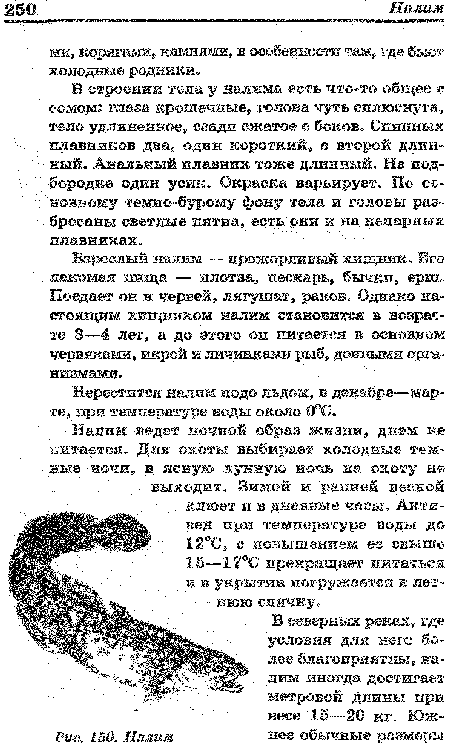 Взрослый налим — прожорливый хищник. Его лакомая пища — плотва, пескарь, бычки, ерш. Поедает он и червей, лягушат, раков. Однако настоящим хищником налим становится в возрасте 3—4 лет, а до этого он питается в основном червяками, икрой и личинками рыб, донными организмами.