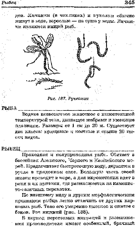 Водное позвоночное животное с непостоянной температурой тела, дышащее жабрами и имеющее плавники. Размеры от 1 см до 20 м. Существует два класса: хрящевые и костные и свыше 20 тысяч видов.