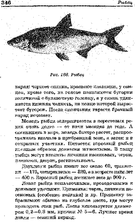 Молодь рыбца задерживается в нерестовых реках очень долго — от пяти месяцев до года. А скатившись в море, молодь быстро растет, распространяясь вначале в прибрежной зоне, а затем и в открытых участках. Питается взрослый рыбец главным образом донными животными. В пищу рыбца могут входить: личинки насекомых, черви, планктон, детрит, растительность.