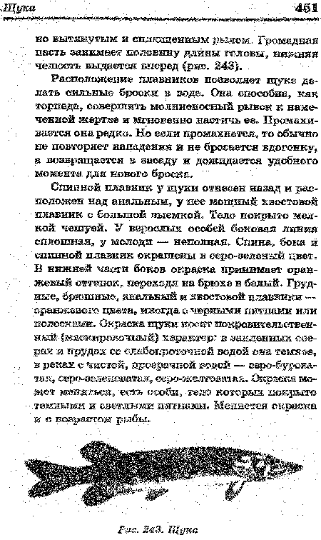 Расположение плавников позволяет щуке делать сильные броски в воде. Она способна, как торпеда, совершить молниеносный рывок к намеченной жертве и мгновенно настичь ее. Промахивается она редко. Но если промахнется, то обычно не повторяет нападения и не бросается вдогонку, а возвращается в засаду и дожидается удобного момента для нового броска.