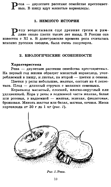 Репу возделывали еще древние греки и римляне около шести тысяч лет назад. В России она известна с XI в. В допетровские времена репа считалась исконно русским овощем, была очень популярна.