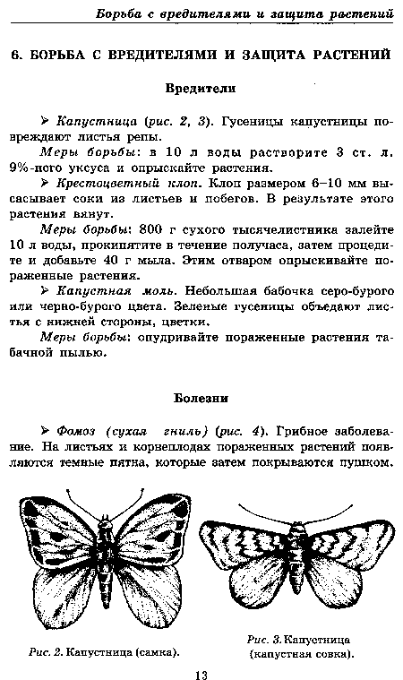 Капустница (самка).	(капустная совка).