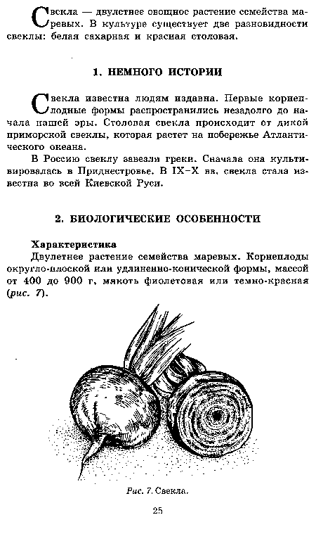 Свекла известна людям издавна. Первые корнеплодные формы распространились незадолго до начала нашей эры. Столовая свекла происходит от дикой приморской свеклы, которая растет на побережье Атлантического океана.