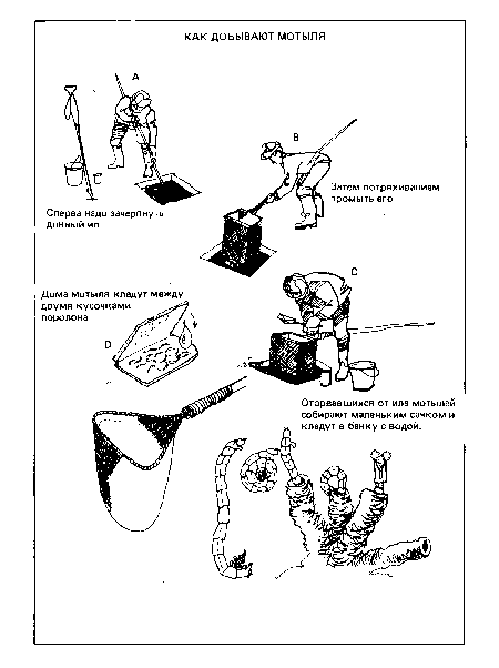 Оторвавшихся от ила мотылей собирают маленьким сачком и кладут в банку с водой.