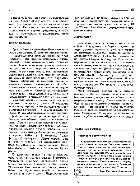 Для любителей зимней рыбалки налим — рыба загадочная. О зимнем образе жизни и перемещениях налима сведений пока немного. По мнению некоторых специалистов, зимой налим активно кормится днем. Однако наилучшие уловы приходятся при ловле со льда на темное время суток. А если еще учесть, что в некоторых водоемах водится много слепых налимов, то следует предположить, что, вероятно, органы обоняния и боковая линия — наиболее важные органы чувств этой рыбы. Время нереста налима в различных водоемах варьируется. Обычно он приходится на февраль. Перед нерестом и после него налим клюет на зимнюю блесну с насадкой. В качестве насадки можно использовать кусочек или целого окуня. В середине зимы в сумерках налим выходит на мели в заливах глубиной 1—4 м для свадебного танца. В это время налим теряет аппетит, и рыболов не пользуется насадкой: ему больше, чем обычно, требуются навыки и опыт. Ловля налима проходит в почти полной темноте и содержит прелесть новизны. Увлечение ночной ловлей завладело широкими массами рыболовов-спортсменов в конце 1970-х гг. В местечке Похья (южная Финляндия. — Прим. перев.) уже в течение многих лет проводится первенство страны по ловле налима. Надо надеяться, что интерес к этой ловле будет расти.