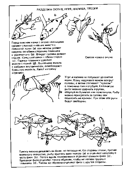 Перед снятием кожи с окуня ножницами срезают спинной плавник вместе с полоской кожи (а) или ножом делают надрезы по обеим сторонам плавника и удаляют его (Ь). Вокруг головы делают надрез. Кожу стягивают с обеих сторон (с). Парные плавники удаляют вместе с кожей (с!) • Вытягивая вместе с жабрами внутренности, освобождают брюшную полость. Хвост и голову отрезают.