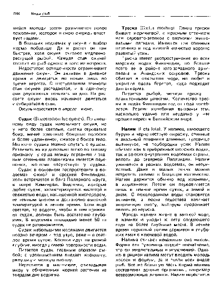 Недостаток освещенности ограничивает движение окуня. Он активен в дневное время и двигается по ночам лишь во время нереста. С наступлением темноты стаи окуней распадаются, и в одиночку они опускаются ночевать на дно. На рассвете окуни вновь начинают двигаться и собираться в стаи.