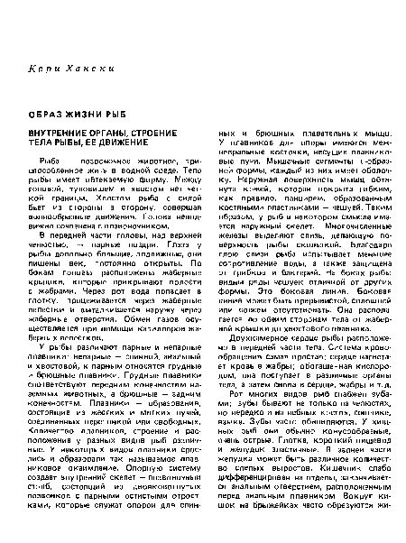 Двухкамерное сердце рыбы расположено в передней части тела. Система кровообращения самая простая: сердце нагнетает кровь в жабры; обогащенная кислородом, она поступает в различные органы тела, а затем снова в сердце, жабры и т.д.