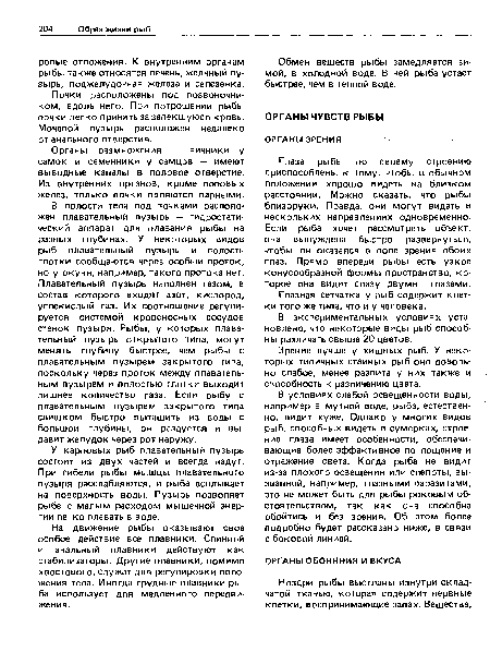 Органы размножения — яичники у самок и семенники у самцов — имеют выводные каналы в половое отверстие. Из внутренних органов, кроме поповых желез, только почки являются парными.