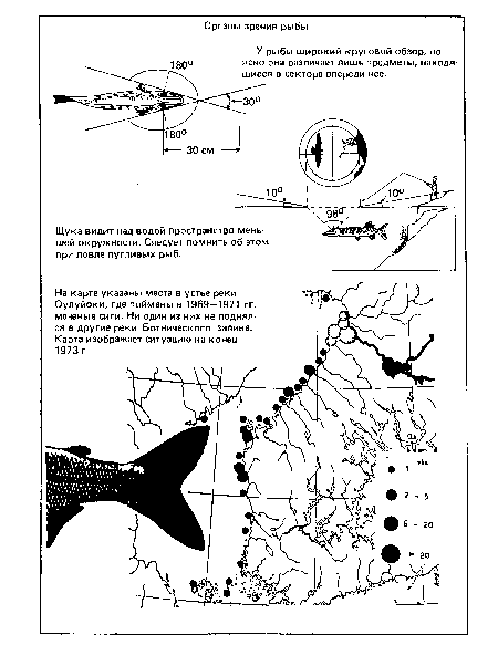 На карте указаны места в устье реки Оулуйоки, где пойманы в 1969—1971 гг. меченые сиги. Ни один из них не поднялся в другие реки Ботнического залива. Карта изображает ситуацию на конец 1973 г.