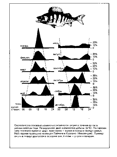 Схематически показано изменение активности окуня в течение суток в разные месяцы года. По вертикали дано количество добычи (в %). По горизонтали показано время в часах, пунктиром — время восхода и захода солнца. Наблюдение проведено на озерах Пайянне и Куусамо (Финляндия). Пример: окунь в январе двигается в середине дня, в июне — утром и вечером.
