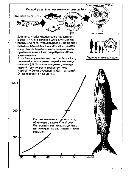 Для того, чтобы хищная рыба прибавила в весе 1 кг, она должна съесть 8 кг мелкой рыбы. Для того, чтобы выросло 8 кг мелкой рыбы, ей необходимо поедать 70 кг рачков и т.д. Таким образом, чтобы хищная рыба прибавила в весе 1 кг, потребуется 200 кг зоопланктона.