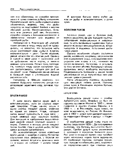 Из млекопитающих самые известные враги раков — ондатра и норка. На местах кормления этих зверьков, у берегов водоемов, можно встретить довопьно много отходов их питания — рачьих панцирей.