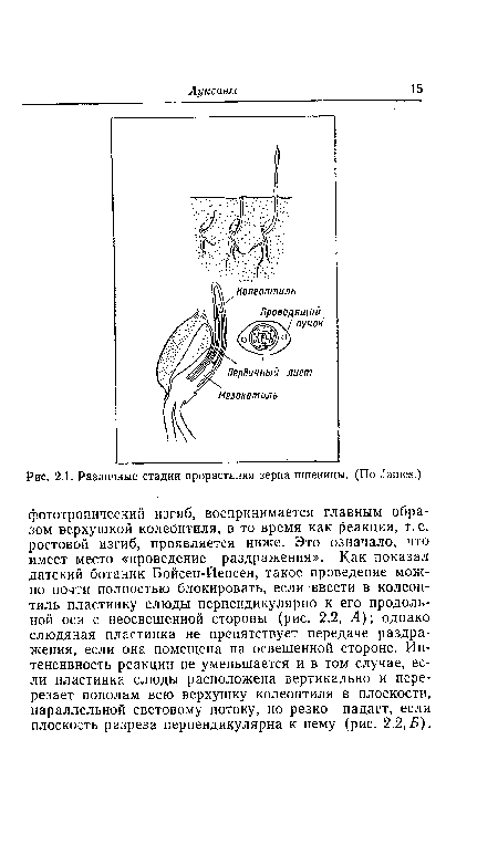 Различные стадии прорастания зерна пшеницы. (По ^тев.)