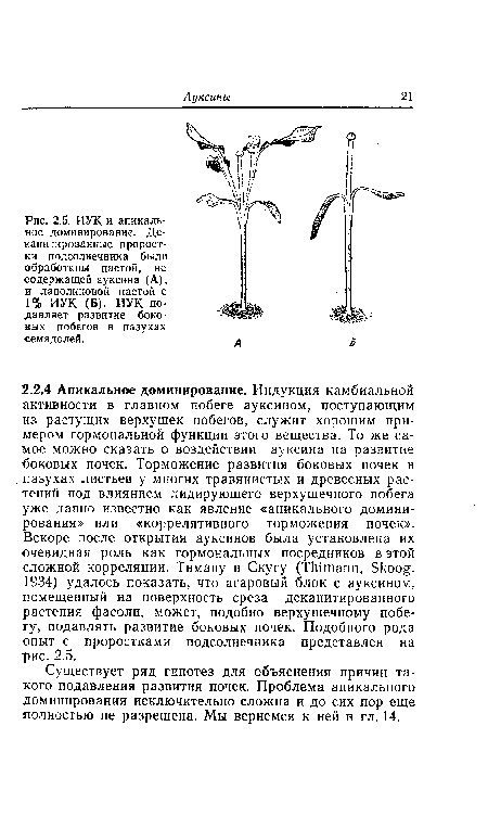 ИУК и апикальное доминирование. Де-капитированные проростки подсолнечника были обработаны пастой, не содержащей ауксина (А), и ланолиновой пастой с 1% ИУК (Б). ИУК подавляет развитие боковых побегов в пазухах семядолей.