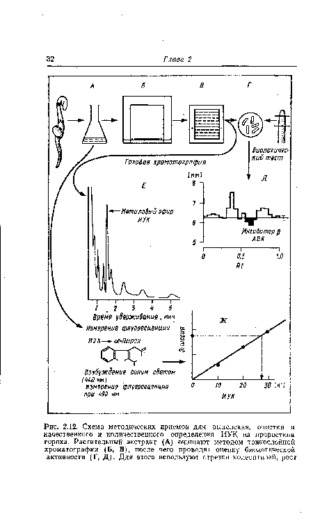 Схема методических приемов для выделения, очистки и качественного и количественного определения ИУК из проростков гороха. Растительный экстракт (А) очишают методом тонкослойной хроматографии (Б, В), после чего проводят оценку биологической активности (Г, Д). Для этого используют отрезки колеоптилей, рост