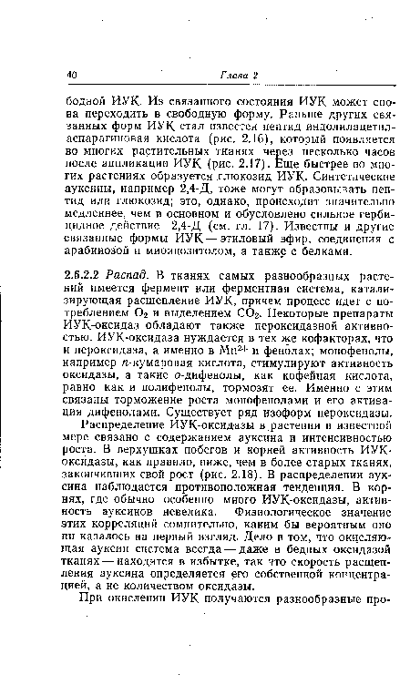 Распределение ИУК-оксидазы в растении в известной мере связано с содержанием ауксина и интенсивностью роста. В верхушках побегов и корней активность ИУК-оксидазы, как правило, ниже, чем в более старых тканях, закончивших свой рост (рис. 2.18). В распределении ауксина наблюдается противоположная тенденция. В корнях, где обычно особенно много ИУК-оксидазы, активность ауксинов невелика. Физиологическое значение этих корреляций сомнительно, каким бы вероятным оно ни казалось на первый взгляд. Дело в том, что окисляющая ауксин система всегда — даже в бедных оксидазой тканях — находится в избытке, так что скорость расщепления ауксина определяется его собственной концентрацией, а не количеством оксидазы.