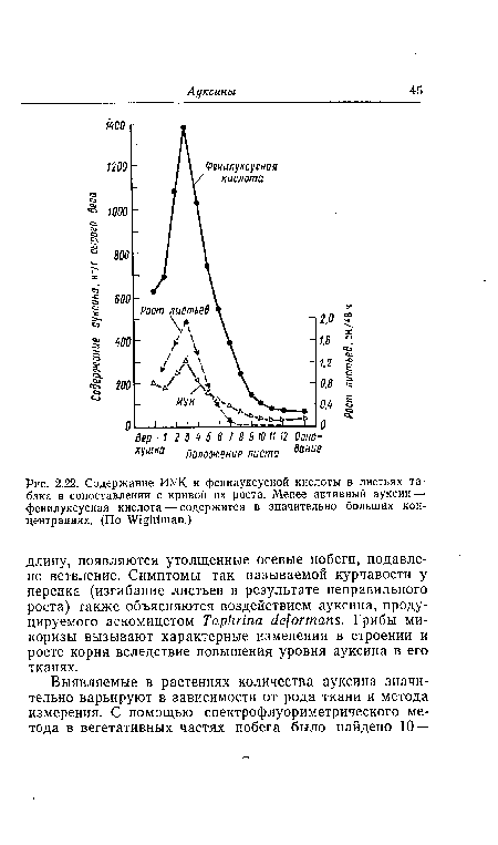 Содержание ИУК и фенилуксусной кислоты в листьях табака в сопоставлении с кривой их роста. Менее активный ауксин — фенилуксусная кислота — содержится в значительно больших концентрациях. (По Wightman.)
