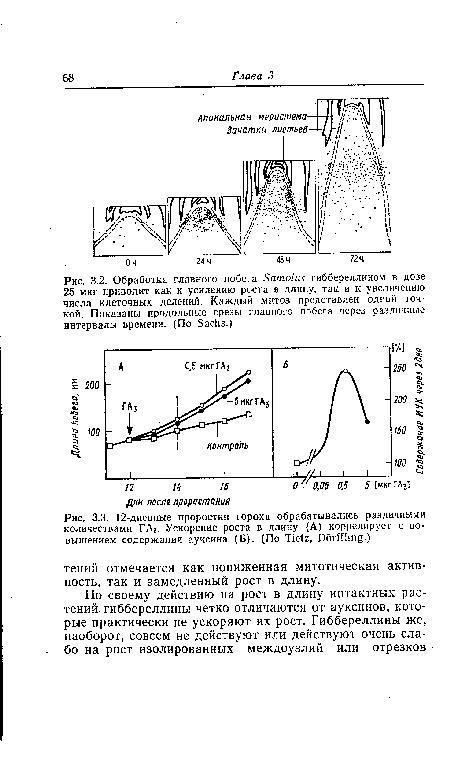 Обработка главного побега Бато1и$ гиббереллином в дозе 25 мкг приводит как к усилению роста в длину, так и к увеличению числа клеточных делений. Каждый митоз представлен одной точкой. Показаны продольные срезы главного побега через различные интервалы времени. (По БасИв.)