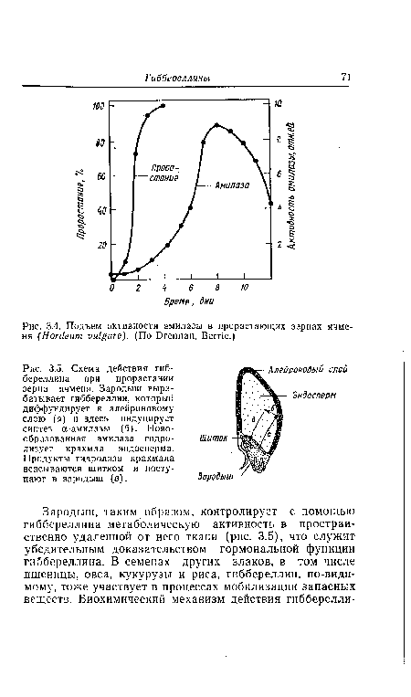 Схема действия гиб-береллина при прорастании зерна ячменя. Зародыш вырабатывает гиббереллин, который диффундирует к алейроновому слою (а) и здесь индуцирует синтез а-амилазы (б). Новообразованная амилаза гидролизует крахмал эндосперма. Продукты гидролиза крахмала всасываются щитком и поступают в зародыш (в).