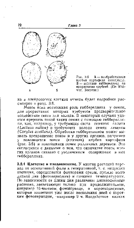 Менее ясна возможная роль гиббереллина у семян, для прорастания которых требуется предварительное воздействие света или холода. В некоторых случаях удается прервать покой таких семян с помощью гиббереллина, как, например, у требующих света семянок салата (Lactuca sativa) и требующих холода семян лещины (Corylus avellana). Обработка гиббереллином может вызвать прекращение покоя и у других органов, например у покоящихся почек (глазков) клубня картофеля (рис. 3.6) и покоящихся почек различных деревьев. Это согласуется с данными о том, что окончание покоя многих органов связано с увеличением содержания в них гиббереллина.