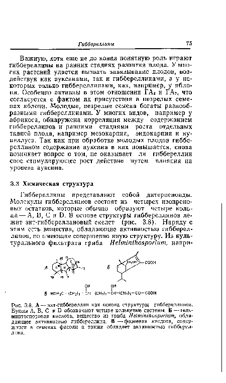 Важную, хотя еще не до конца понятную роль играют гиббереллины на ранних стадиях развития плода. У многих растений удается вызвать завязывание плодов, воздействуя как ауксинами, так и гиббереллинами, а у некоторых только гиббереллинами, как, например, у яблони. Особенно активны в этом отношении ГА4 и ГА7, что согласуется с фактом их присутствия в незрелых семенах яблони. Молодые, незрелые семена богаты разнообразными гиббереллинами. У многих видов, например у абрикоса, обнаружена корреляция между содержанием гиббереллинов и ранними стадиями роста отдельных тканей плода, например мезокарпия, эндокарпия и ну-целлуса. Так как при обработке молодых плодов гиббе-реллином содержание ауксина в них повышается, снова возникает вопрос о том, не оказывает ли гиббереллин свое стимулирующее рост действие путем влияния на уровень ауксина.