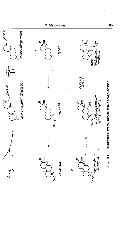 Важнейшие этапы биосинтеза гиббереллинов.