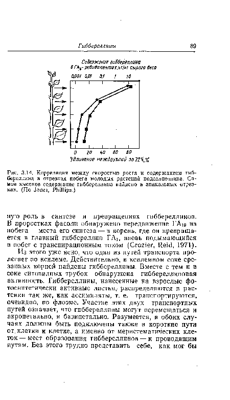 Корреляция между скоростью роста и содержанием гиб-береллина в отрезках побега молодых растений подсолнечника. Самое высокое содержание гиббереллина найдено в апикальных отрезках. (По Jones, Phillips.)