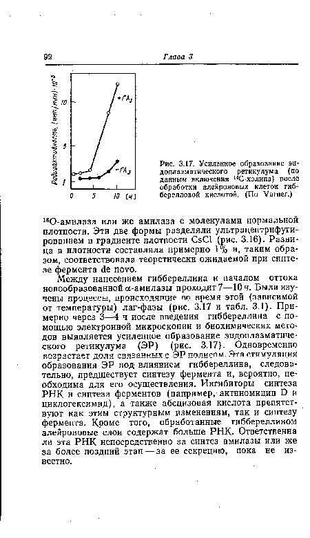 Между нанесением гиббереллина и началом оттока новообразованной а-амилазы проходит 7—10 ч. Были изучены процессы, происходящие во время этой (зависимой от температуры) лаг-фазы (рис. 3.17 и табл. 3.1). Примерно через 3—4 ч после введения гиббереллина с помощью электронной микроскопии и биохимических методов выявляется усиленное образование эндоплазматиче-ского ретикулума (ЭР) (рис. 3.17). Одновременно возрастает доля связанных с ЭР полисом. Эта стимуляция образования ЭР под влиянием гиббереллина, следовательно, предшествует синтезу фермента и, вероятно, необходима для его осуществления. Ингибиторы синтеза РНК и синтеза ферментов (например, актиномицин D и циклогексимид), а также абсцизовая кислота препятствуют как этим структурным изменениям, так и синтезу фермента. Кроме того, обработанные гиббереллином алейроновые слои содержат больше РНК. Ответственна ли эта РНК непосредственно за синтез амилазы или же за более поздний этап — за ее секрецию, пока не известно.