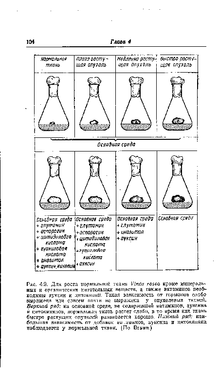 Для роста нормальной ткани Vinca rosea кроме минеральных и органических питательных веществ, а также витаминов необходимы ауксин и цитокинин. Такая зависимость от гормонов слаб» выражена или совсем почти не выражена у опухолевых тканей. Верхний ряд