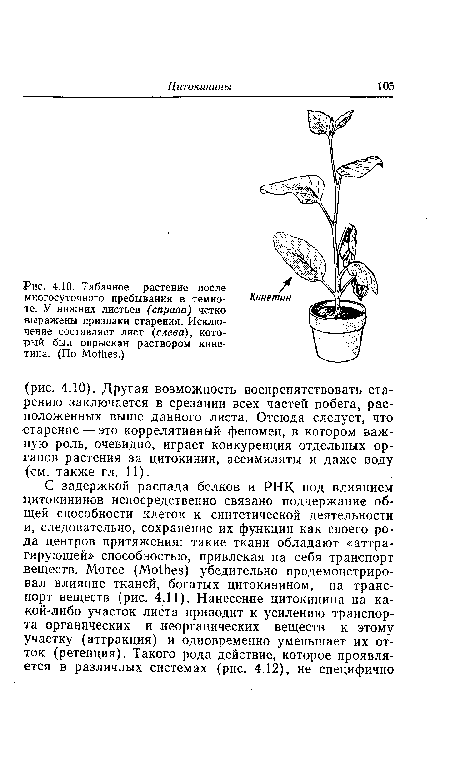 Табачное растение после многосуточного пребывания в темноте. У нижних листьев (справа) четко выражены признаки старения. Исключение составляет лист (слева), который был опрыскан раствором кине-тина. (По МоШев.)