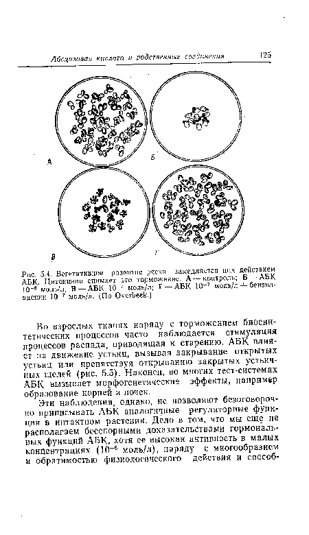 Во взрослых тканях наряду с торможением биосинтетических процессов часто наблюдается стимуляция процессов распада, приводящая к старению. АБК влияет на движение устьиц, вызывая закрывание открытых устьиц или препятствуя открыванию закрытых устьич-ных щелей (рис. 5.5). Наконец, во многих тест-системах АБК вызывает морфогенетические эффекты, например образование корней и почек.