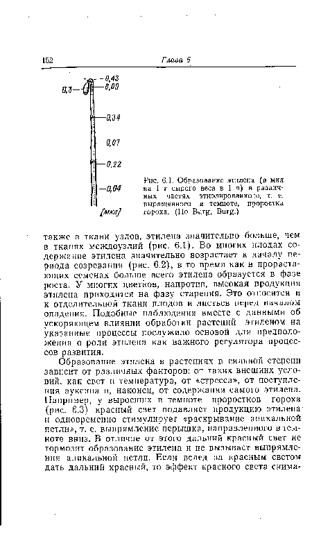 Образование этилена (в мкл на 1 г сырого веса в 1 ч) в различных частях этиолированного, т. е. выращенного в темноте, проростка гороха. (По Burg, Burg.)