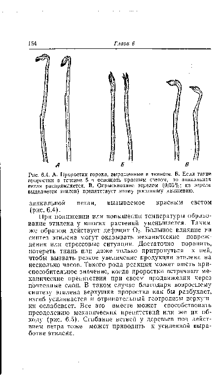 А. Проростки гороха, выращенные в темноте. Б. Если такие проростки в течение 5 ч освещать красным светом, то апикальная петля распрямляется. В. Опрыскивание этрелом (0,05%; из этрела выделяется этилен) препятствует этому ростовому движению.