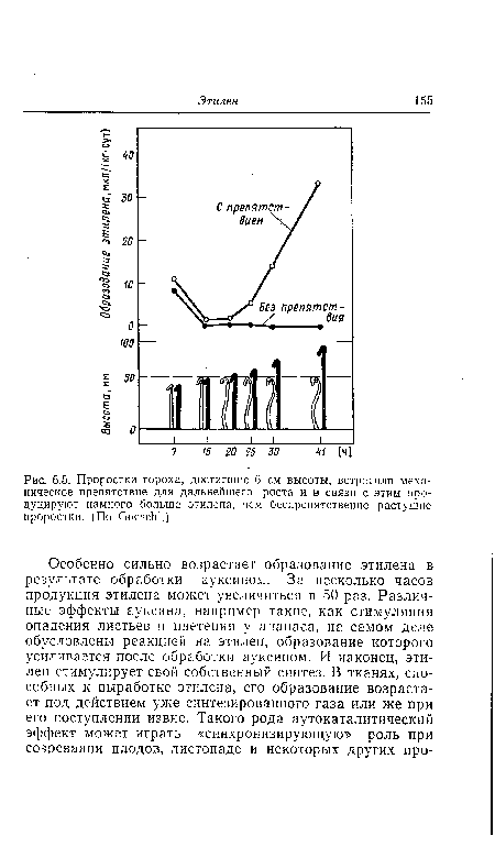 Проростки гороха, достигшие 6 см высоты, встретили механическое препятствие для дальнейшего роста и в связи с этим продуцируют намного больше этилена, чем беспрепятственно растущие проростки. (По ОоезсЫ.)