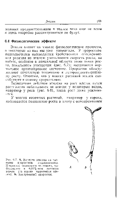 А. Влияние этилена на развитие проростков подсолнечника. Проросток развивался из семени, набухавшего в 0,01%-ном растворе этрела (из этрела выделяется этилен). Б. Контрольный проросток.