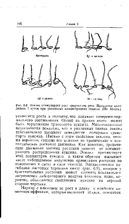Этилен стимулирует рост проростков риса. Проростки находились 7 суток при указанных концентрациях этилена. (По Abeles.)