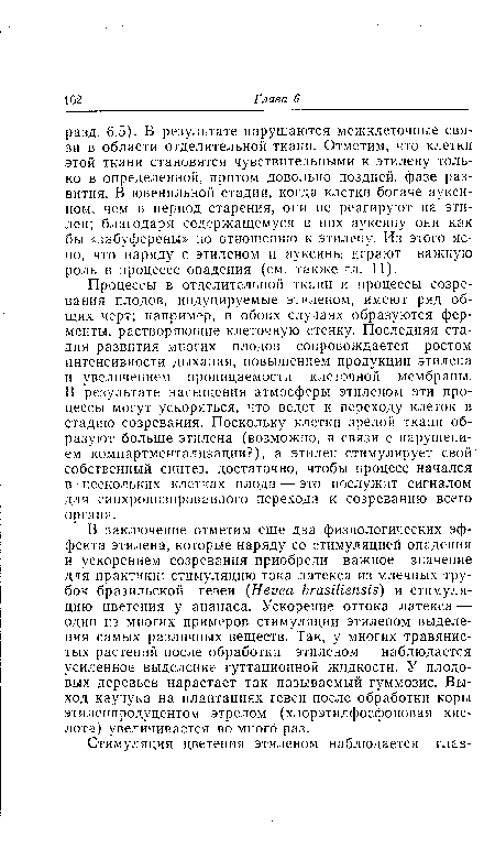 Процессы в отделительной ткани и процессы созревания плодов, индуцируемые этиленом, имеют ряд общих черт; например, в обоих случаях образуются ферменты, растворяющие клеточную стенку. Последняя стадия развития многих плодов сопровождается ростом интенсивности дыхания, повышением продукции этилена и увеличением проницаемости клеточной мембраны. В результате насыщения атмосферы этиленом эти процессы могут ускоряться, что ведет к переходу клеток в стадию созревания. Поскольку клетки зрелой ткани образуют больше этилена (возможно, в связи с нарушением компартментализации?), а этилен стимулирует свой собственный синтез, достаточно, чтобы процесс начался в•нескольких клетках плода — это послужит сигналом для синхронизированного перехода к созреванию всего органа.