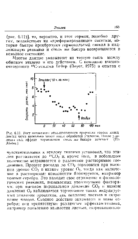 Рост иитактного этиолированного проростка гороха замедляется через несколько минут после обработки этиленом. После удаления газа эффект торможения столь же быстро исчезает. (По Abeles.)