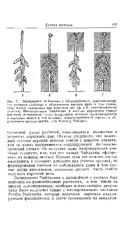 Эксперимент Чайлахяна с Chrysanthemum, показывающий, что растения способны к образованию цветков лишь в том случае, если листья находились при коротком дне (Б и Г, заштрихованные участки). Интерпретация Чайлахяна