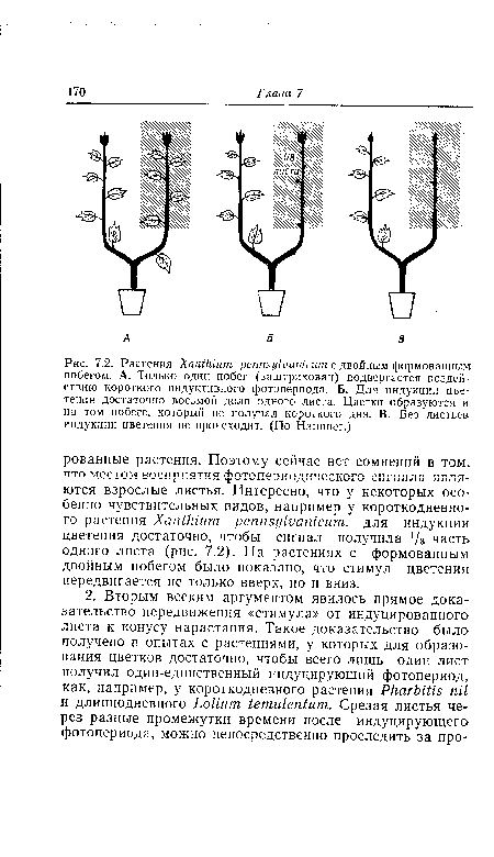 Растения Xanthium pennsylvanicum с двойным формованным побегом. А. Только один побег (заштрихован) подвергается воздействию короткого индуктивного фотопериода. Б. Для индукции цветения достаточно восьмой доли одного листа. Цветки образуются и на том побеге, который не получал короткого дня. В. Без листьев индукции цветения не происходит. (По Hammer.)